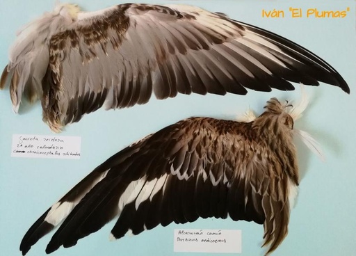 Imping de plumas en rapaces (Nivel I)